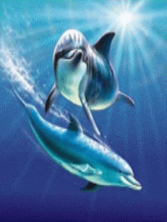 delfin20